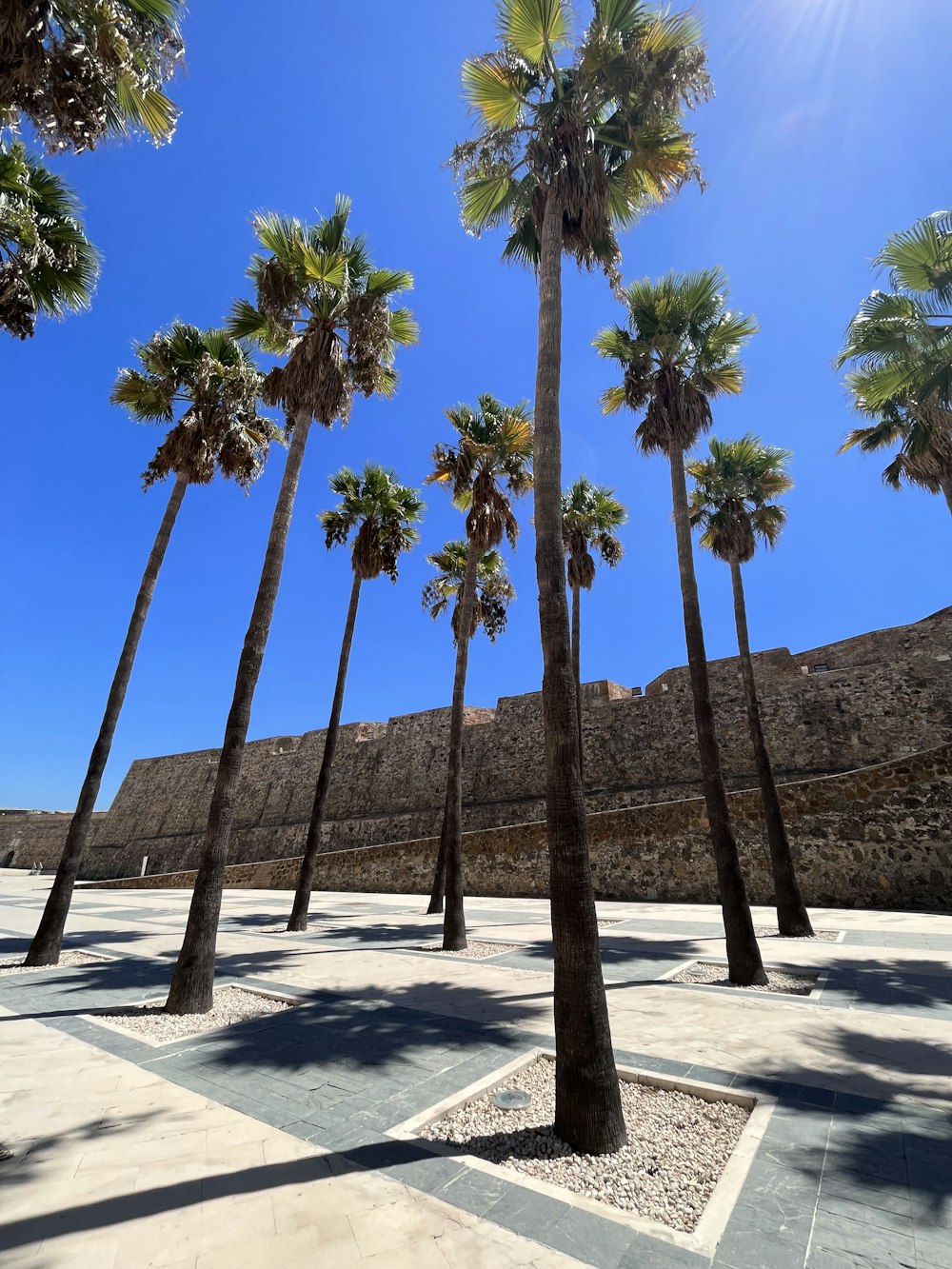 a bunch of palm trees in a courtyard