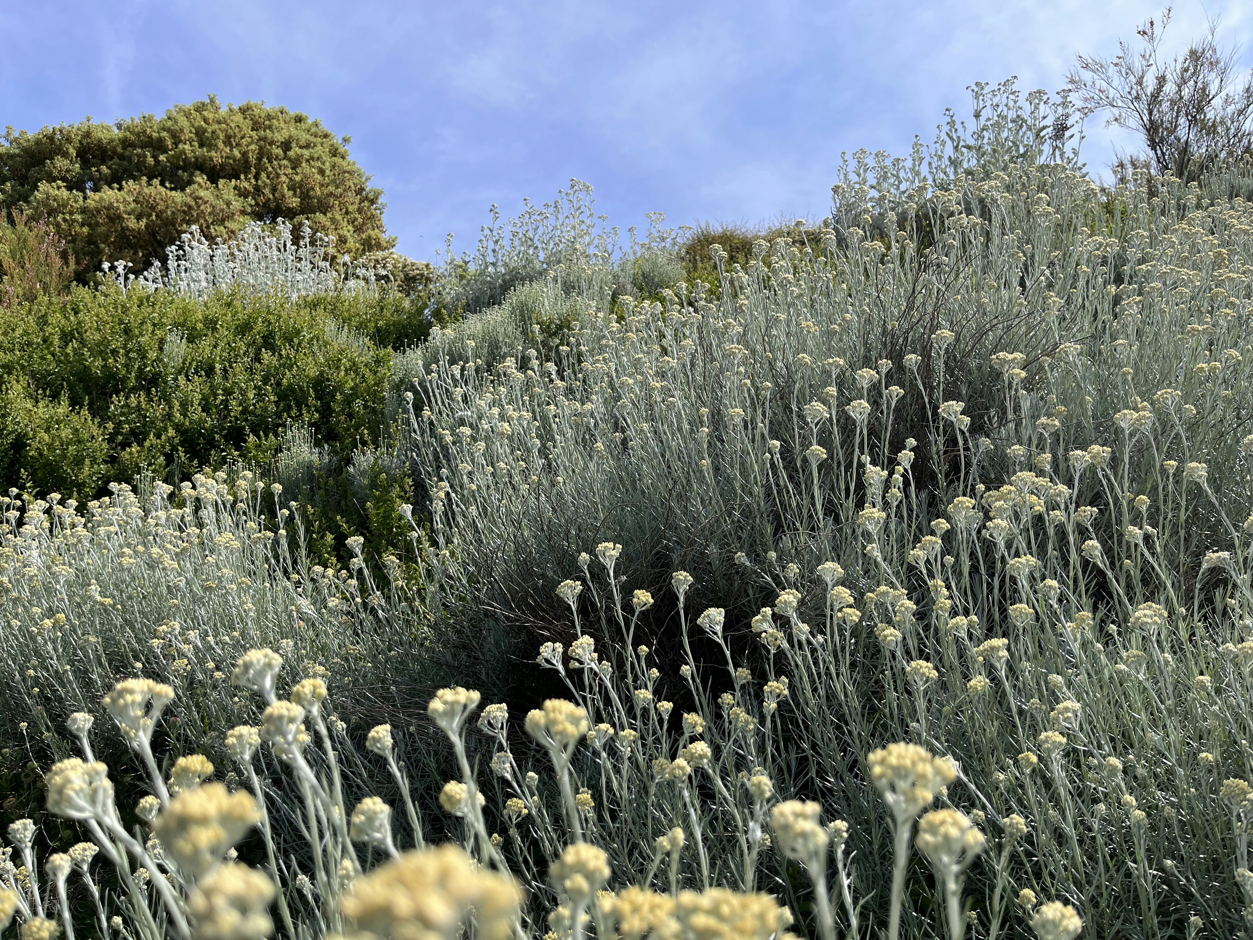 Un ramo de flores que están en la ladera de una colina