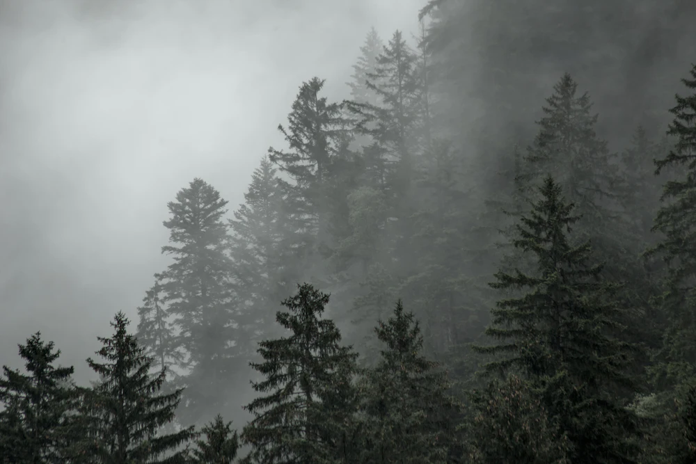 Fog settling over still pines
