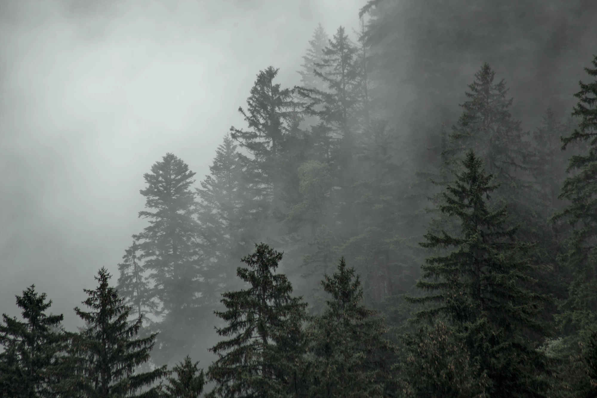 Tall pine trees in a forest covered in fog