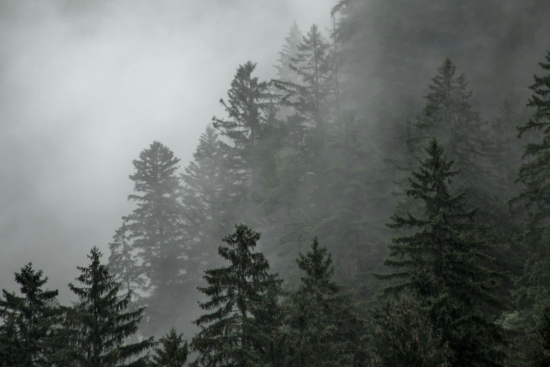 A dense forest landscape at dawn, showcasing diverse tree species and a misty atmosphere highlighting natural habitat complexity.