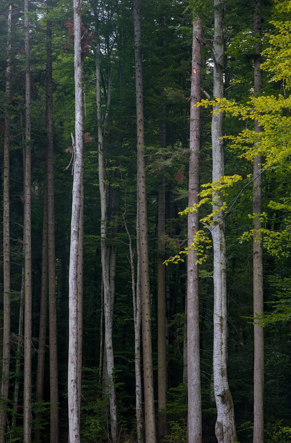 a forest filled with lots of tall trees