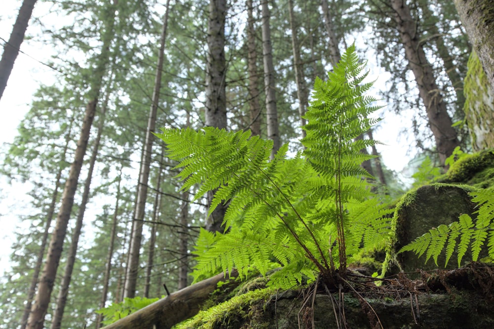 a fern grows on a mossy rock in a forest