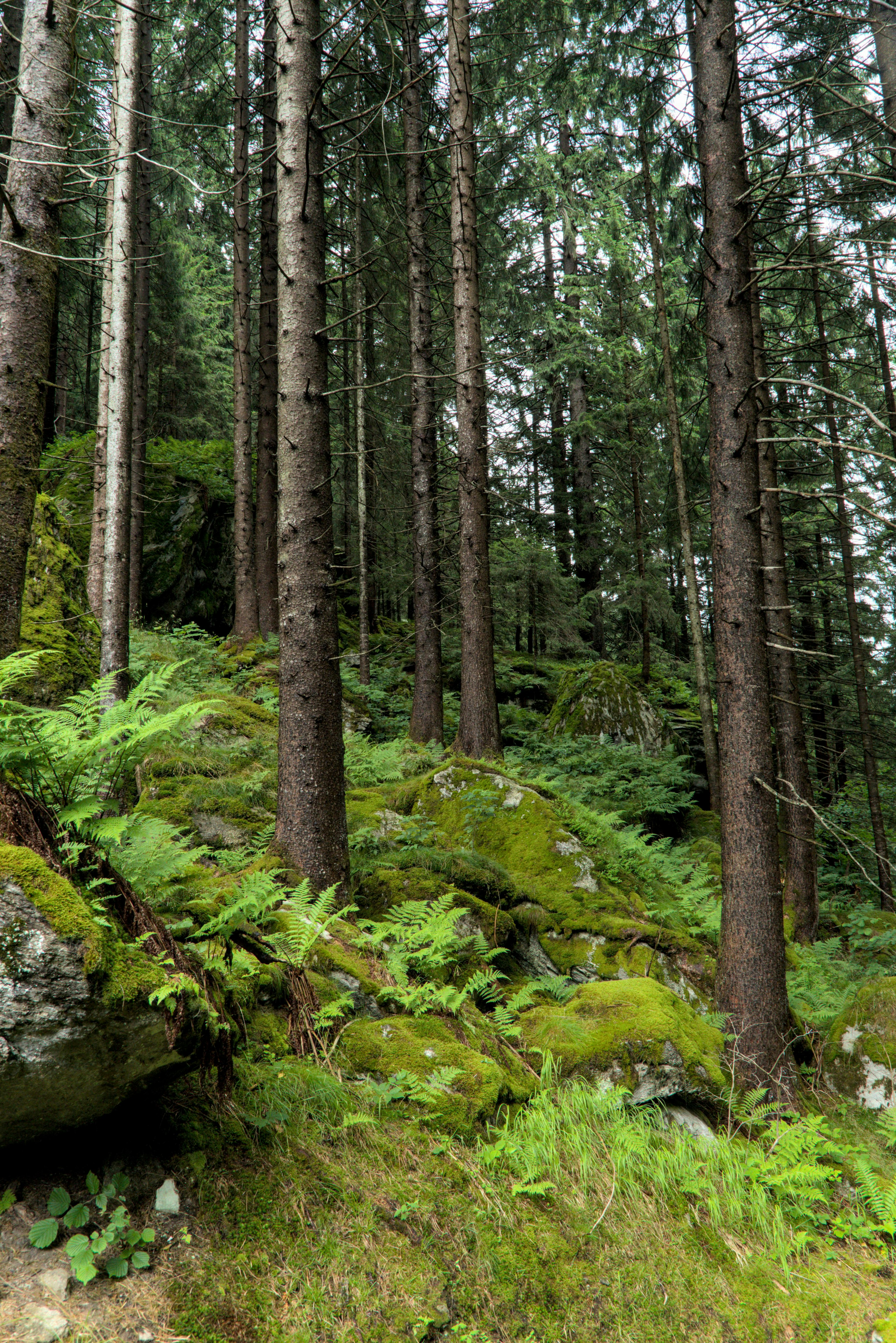 Photo by vulpyr_photography