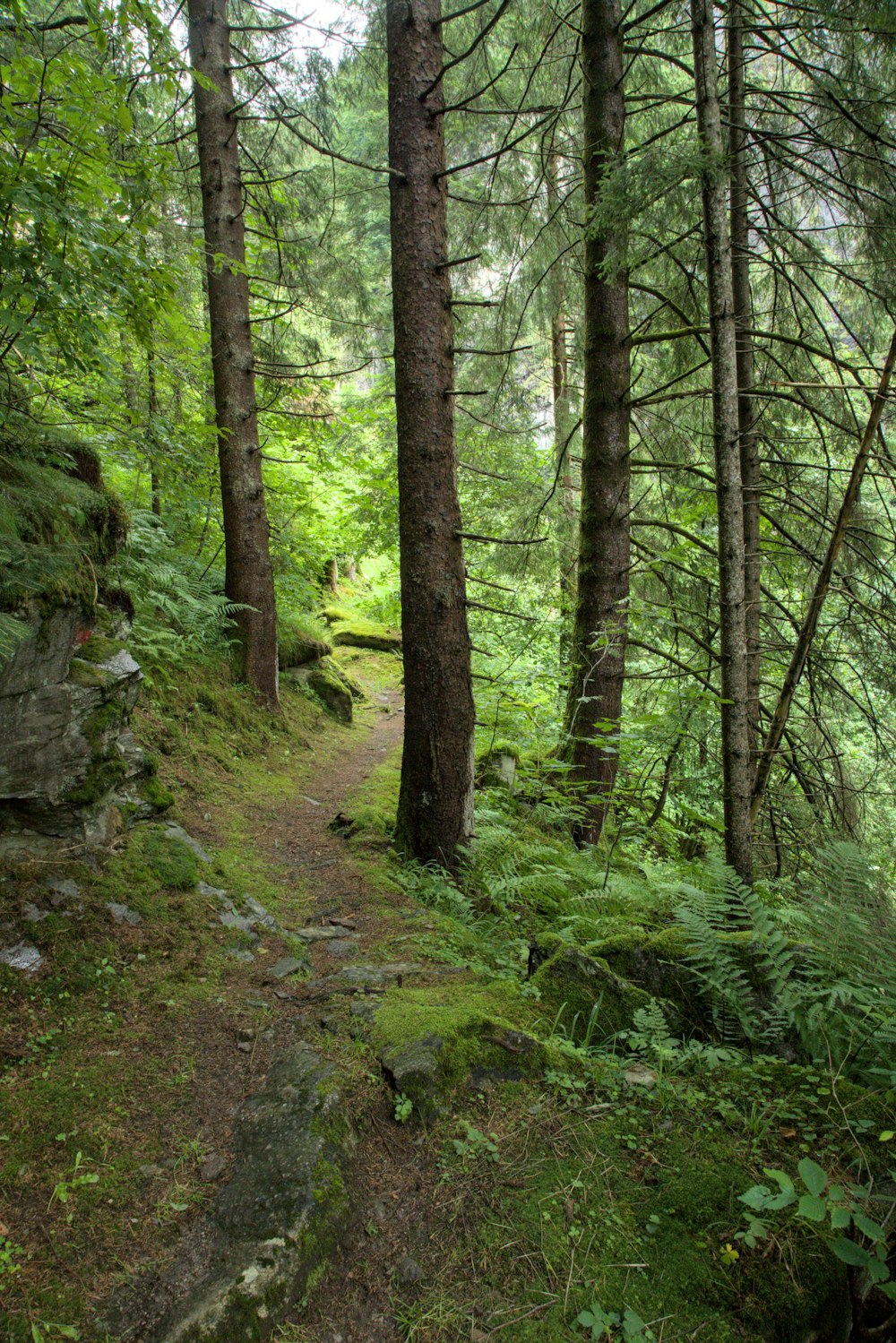 a path in the middle of a forest with lots of trees