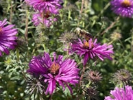 A vibrant flower garden attracting butterflies and bees.