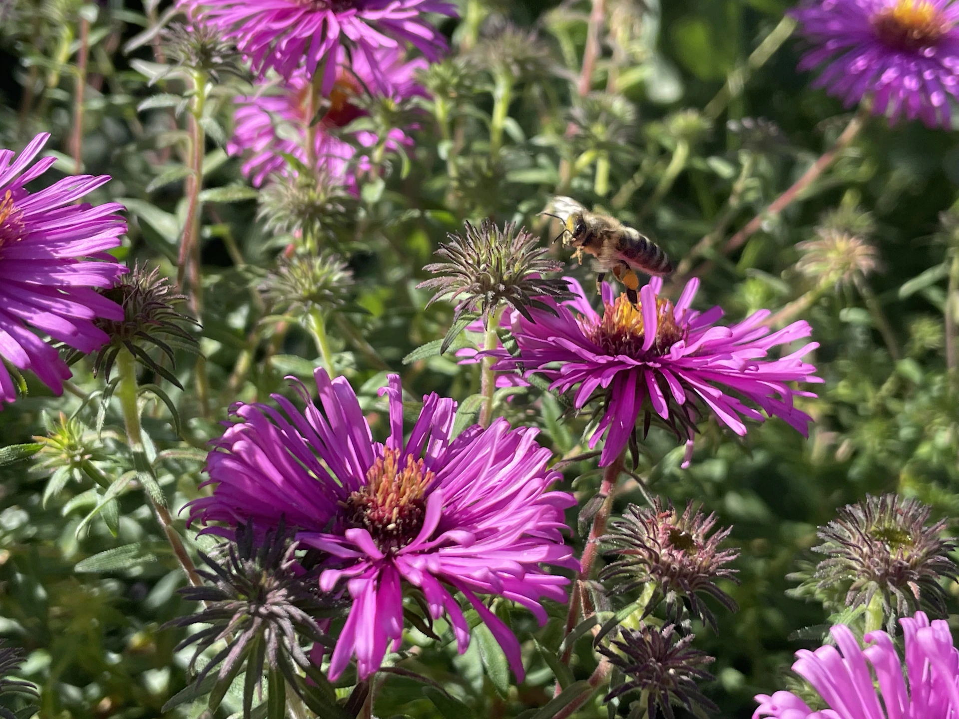 The sleepy bee flower farm backyard bursting with chartreuse green leaves and pops of bright pink and yellow blooms swaying gently in the breeze.