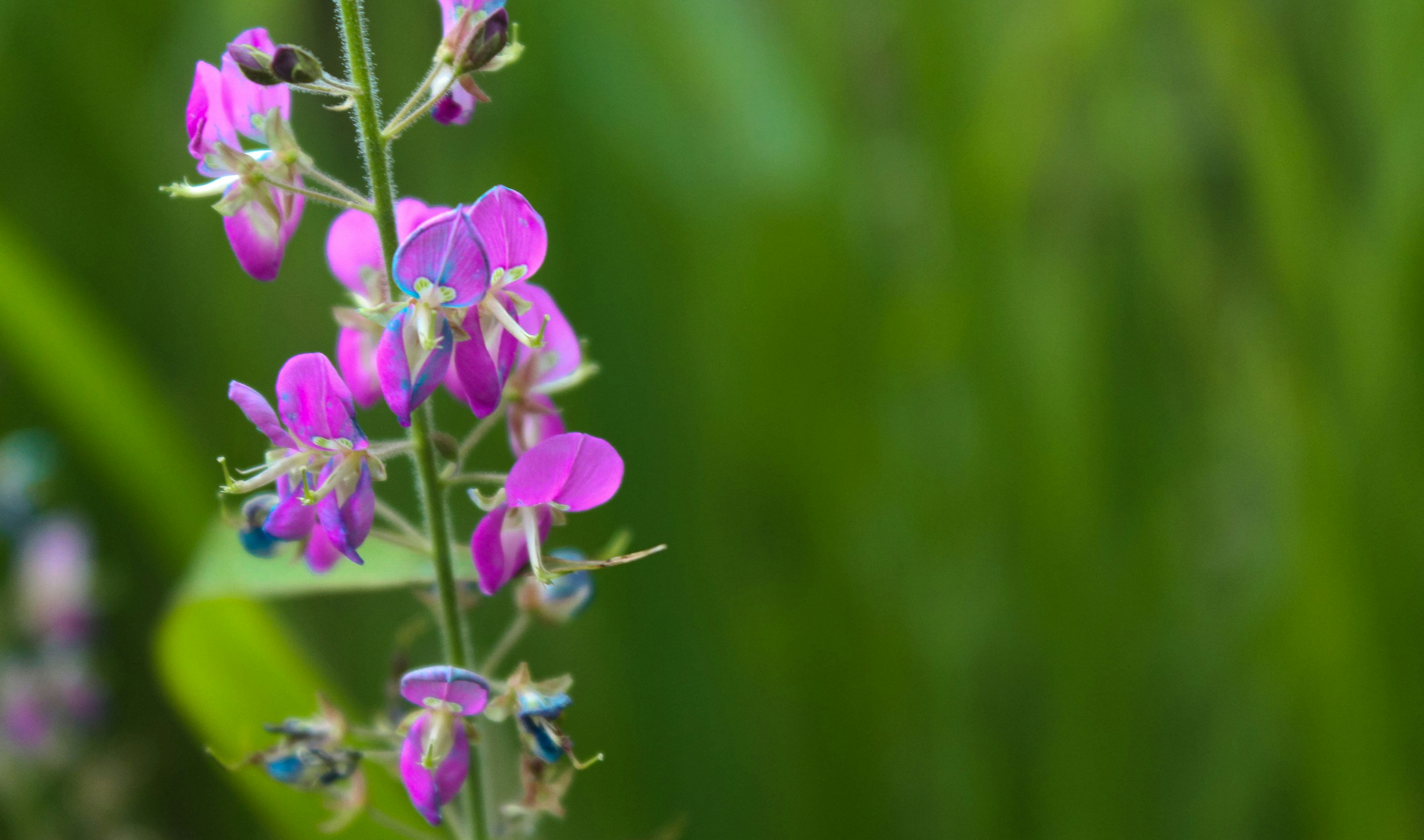 a close up of a purple flower on a stem