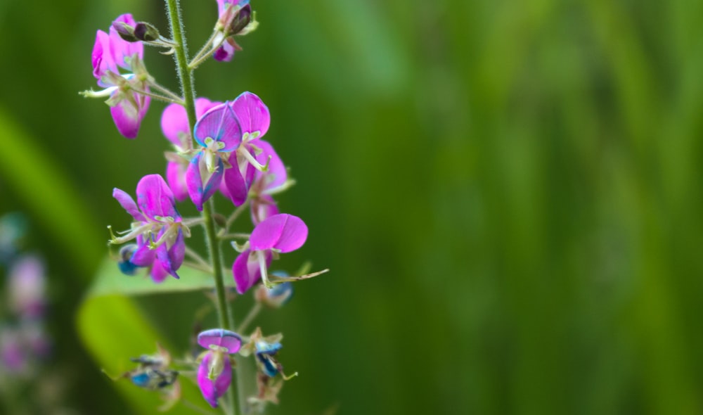 a close up of a purple flower on a stem