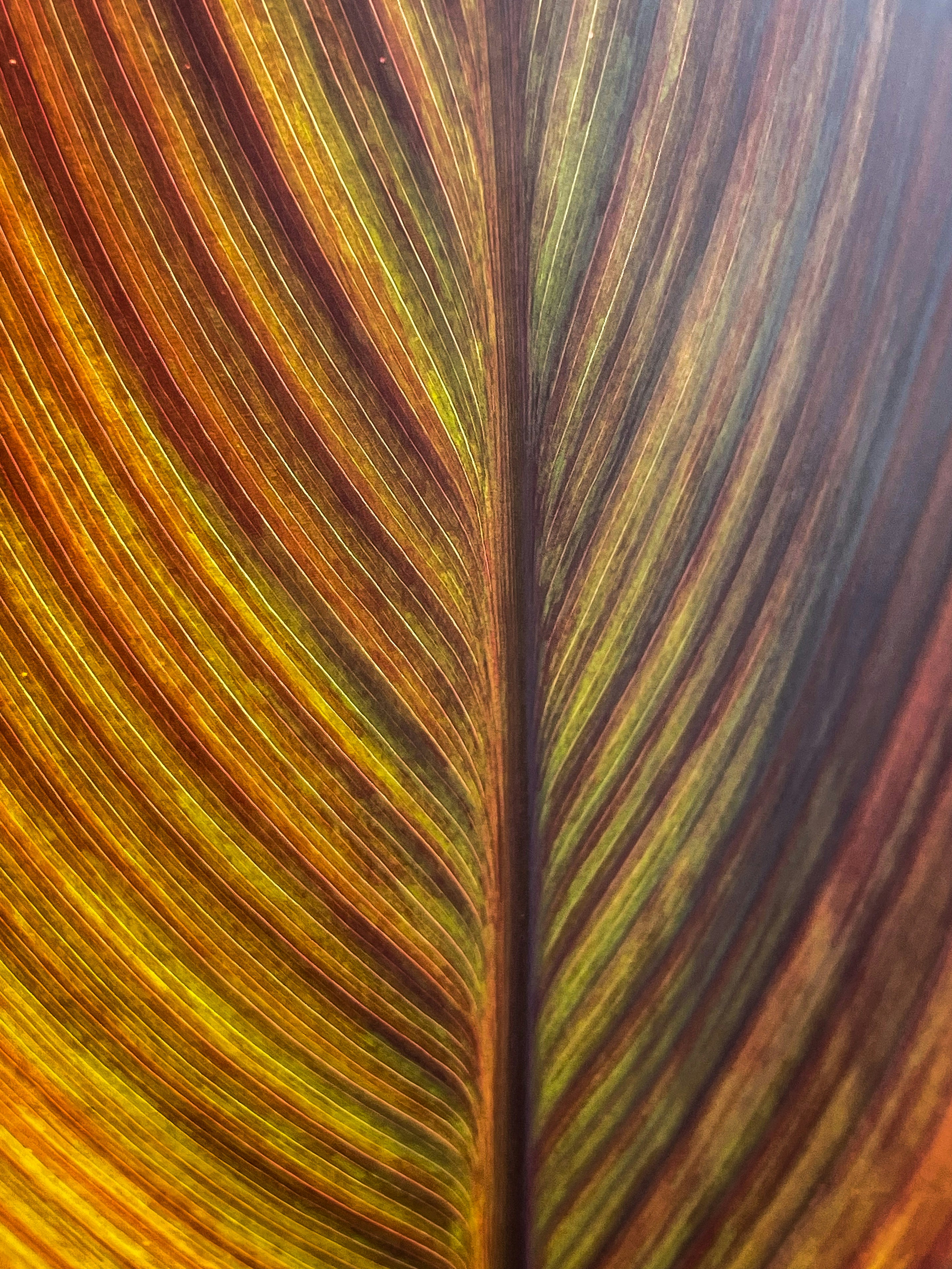 Una vista ravvicinata delle strisce colorate di una foglia