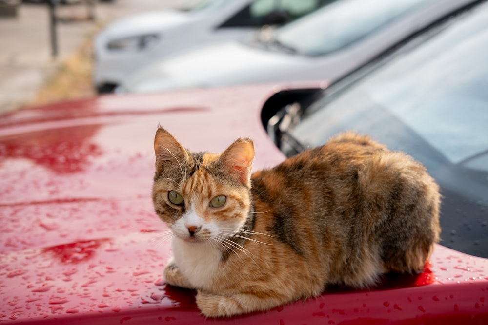 a cat sitting on the hood of a red car