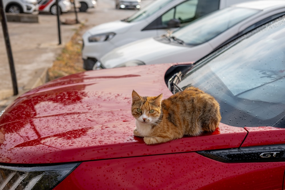 a cat sitting on the hood of a red car