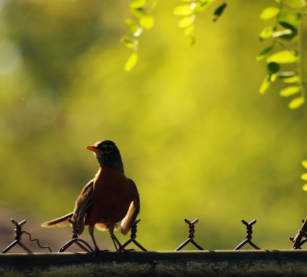 a bird standing on a fence with a green background