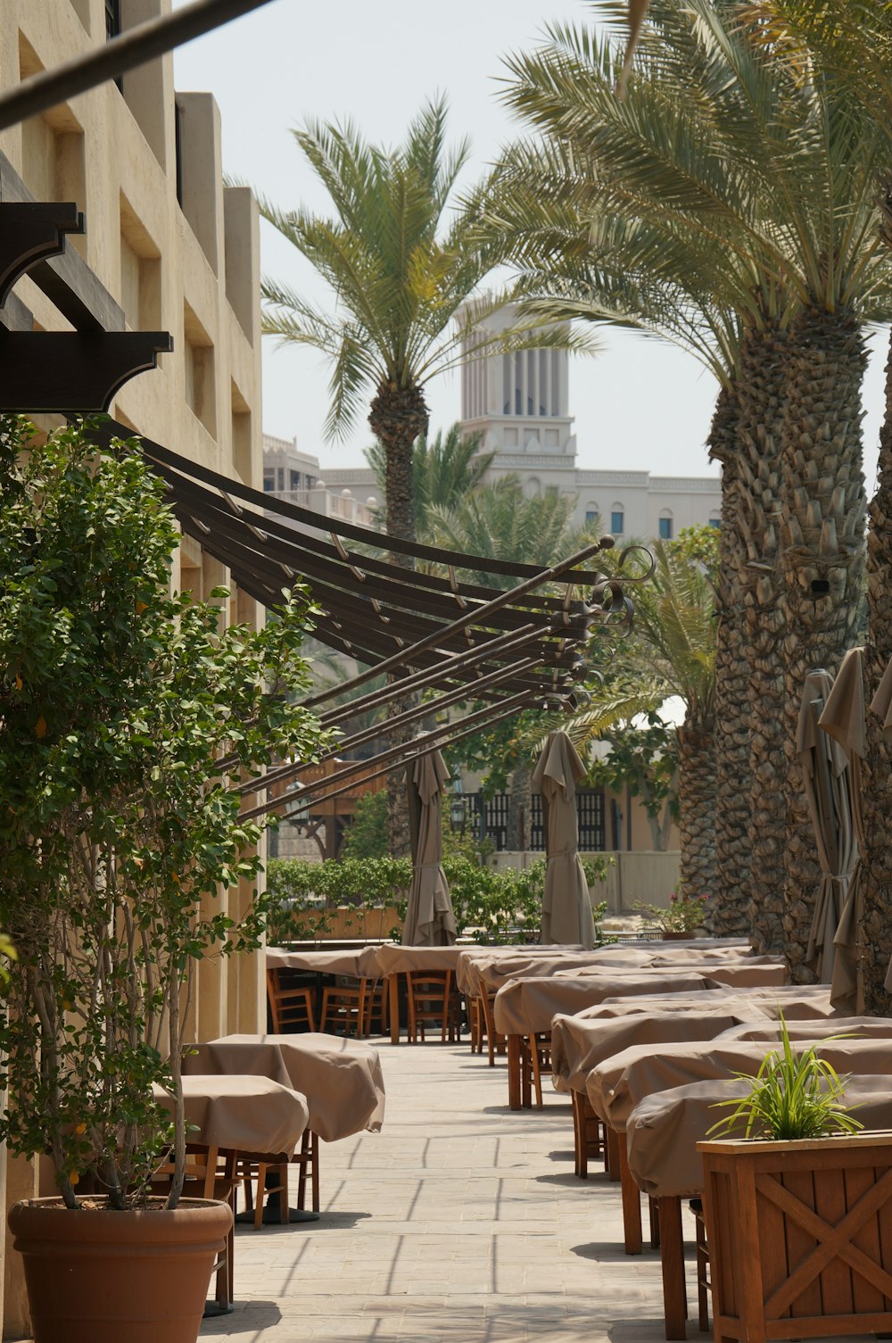 a row of tables and chairs sitting under palm trees