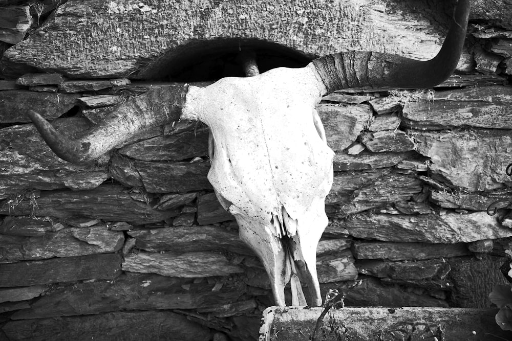 a cow skull mounted to a stone wall