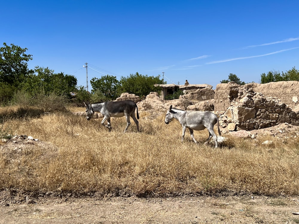 two donkeys walking through a dry grass field