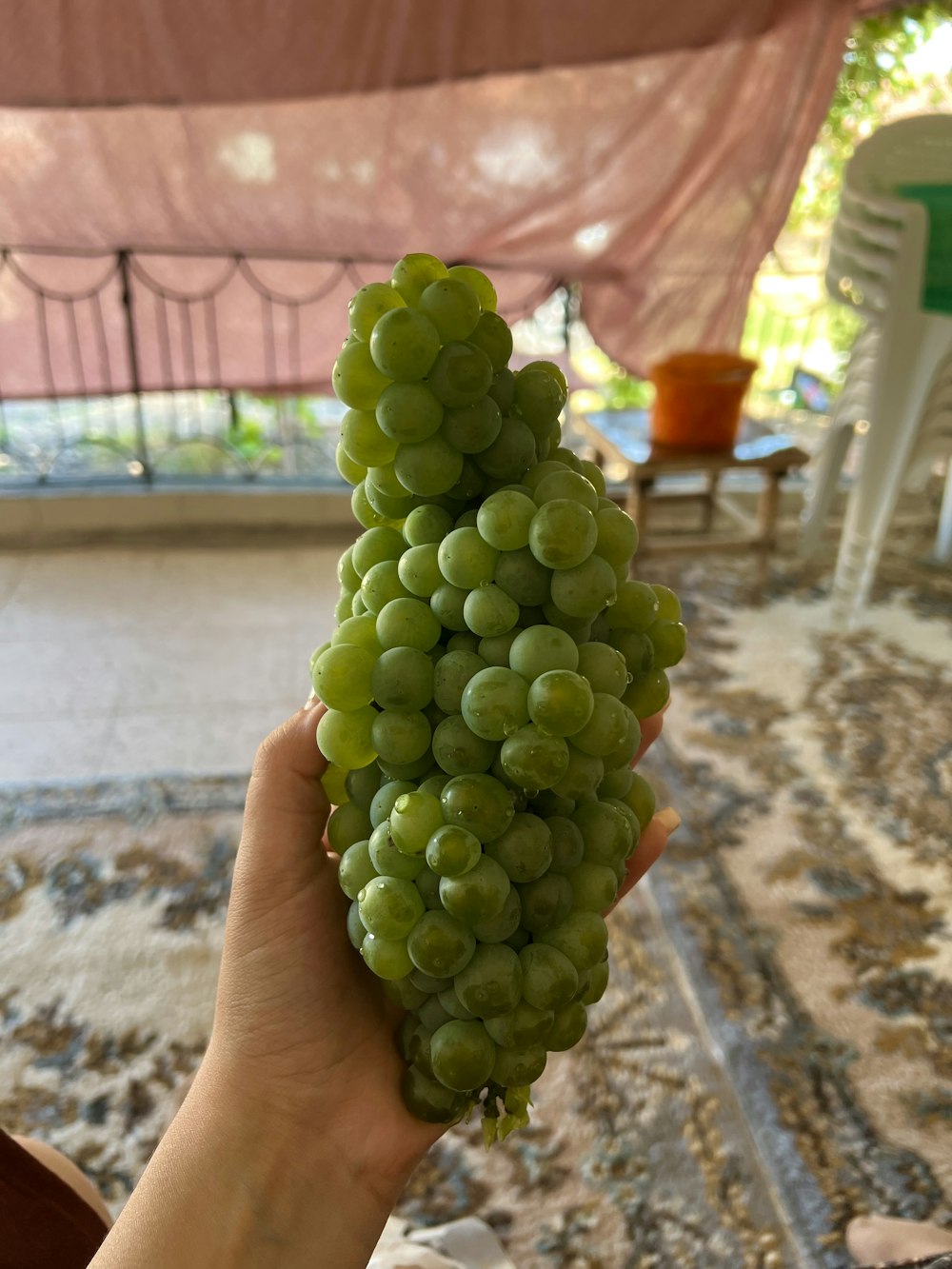 a hand holding a bunch of green grapes
