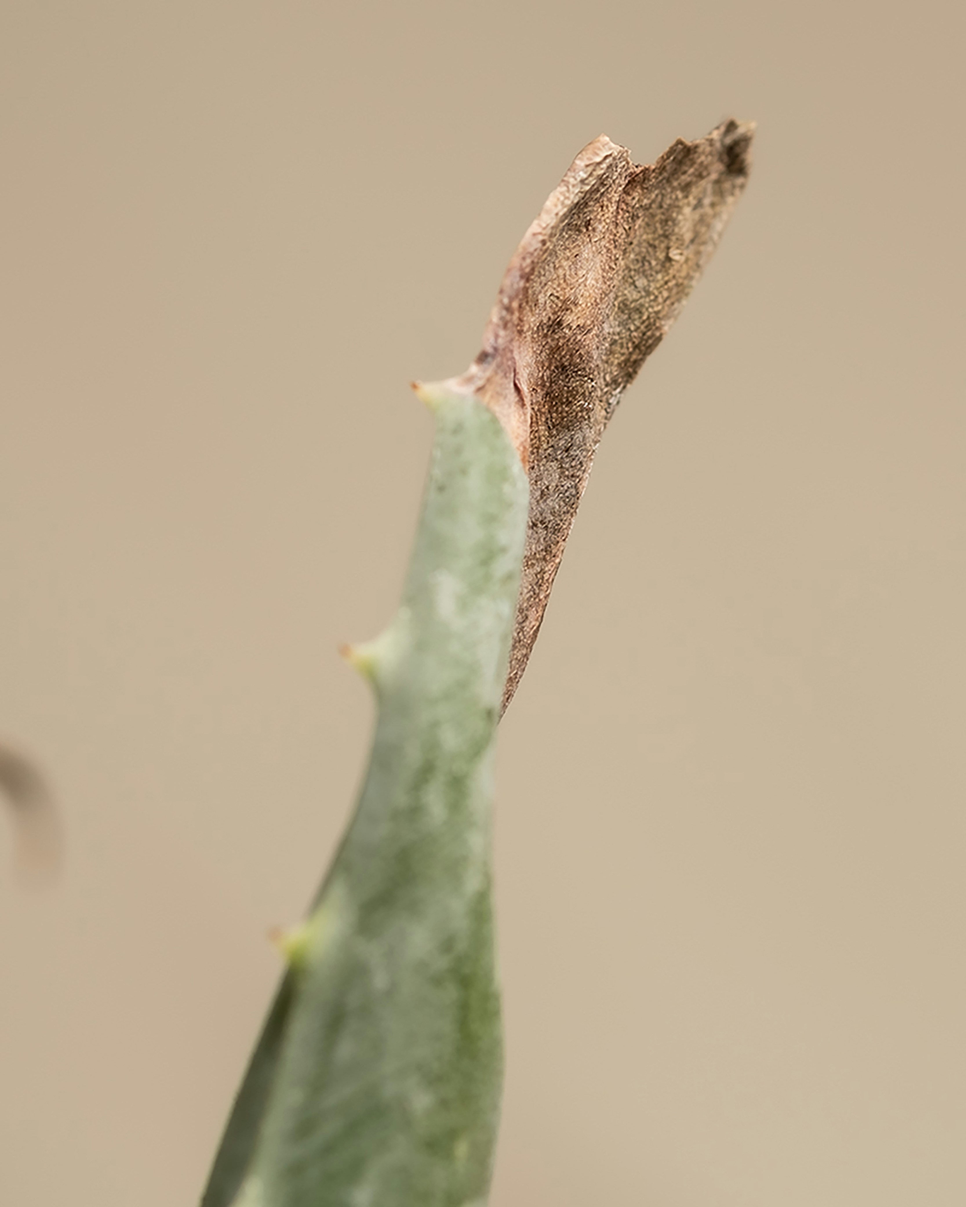 Photo by feeypflanzen