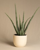 Tall, slender Aloe Vera plant with thick, spiky green leaves in a rustic pot.