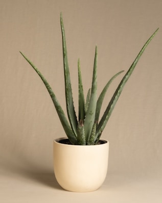 Tall, slender Aloe Vera plant with thick, spiky green leaves in a rustic pot.