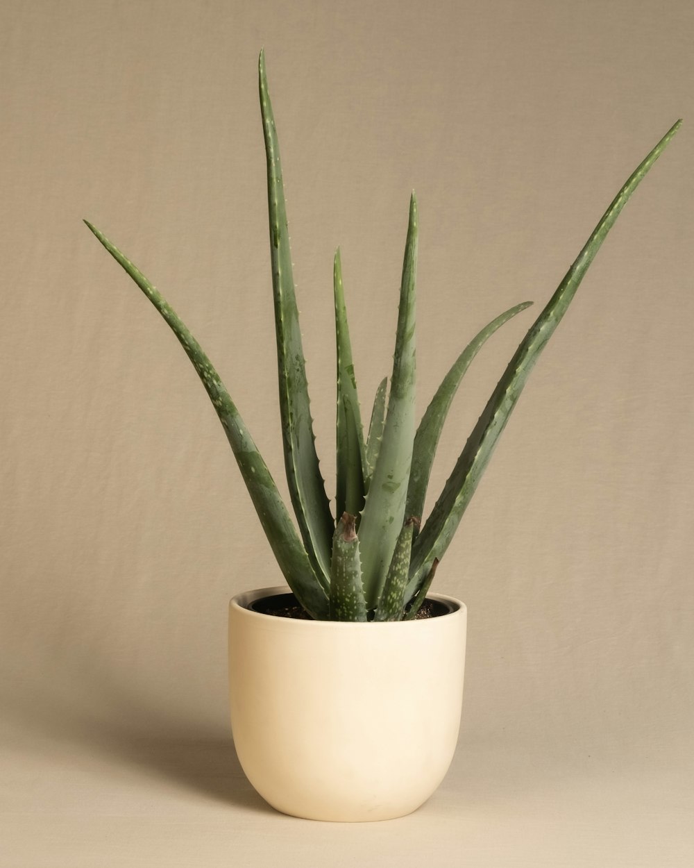 a plant in a white pot on a table