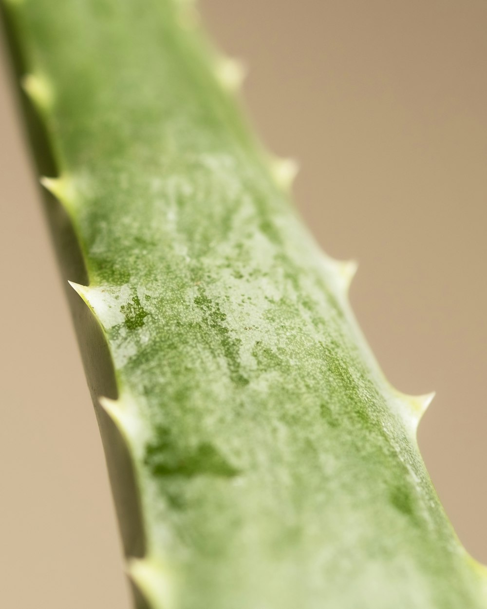 a close up of a green plant stem