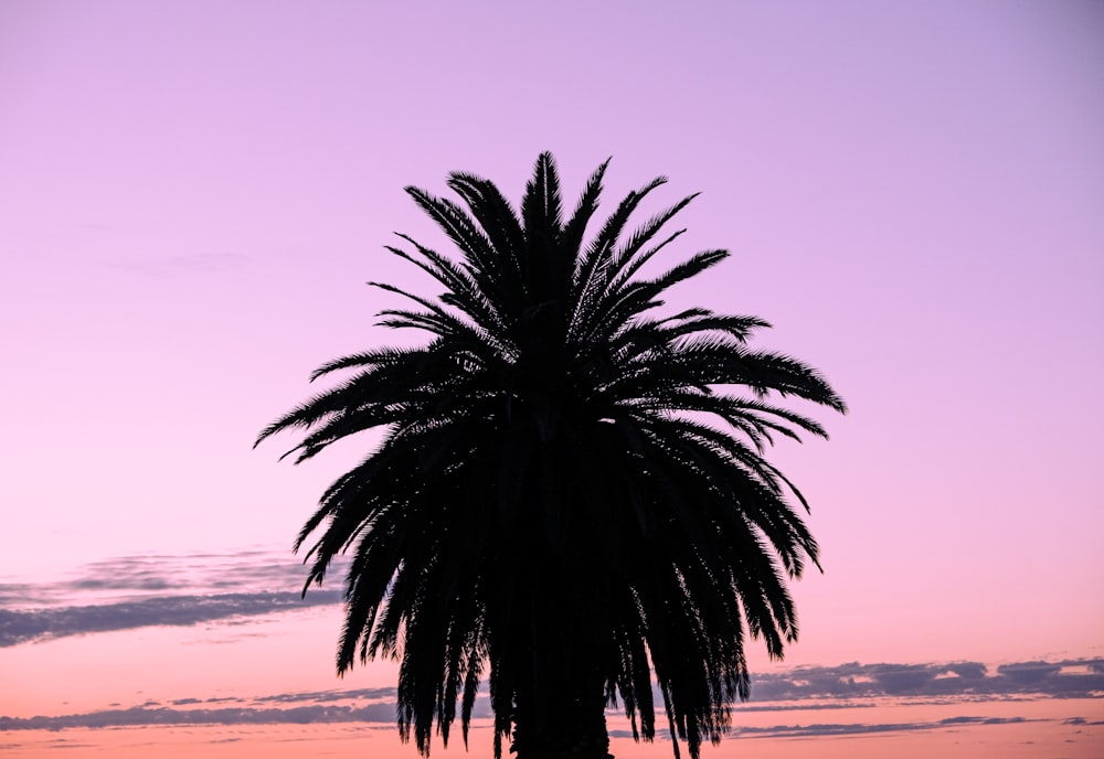 a silhouette of a palm tree against a purple sky