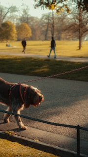 A dog with a shaggy coat is walking on a paved pathway, attached to a red leash. The scene is set in a park with people in the background, a couple of whom are walking, and others are sitting on the grass. Trees with autumnal leaves are visible, giving the setting a warm, golden glow.