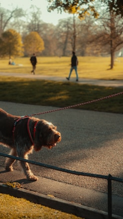 A dog with a shaggy coat is walking on a paved pathway, attached to a red leash. The scene is set in a park with people in the background, a couple of whom are walking, and others are sitting on the grass. Trees with autumnal leaves are visible, giving the setting a warm, golden glow.