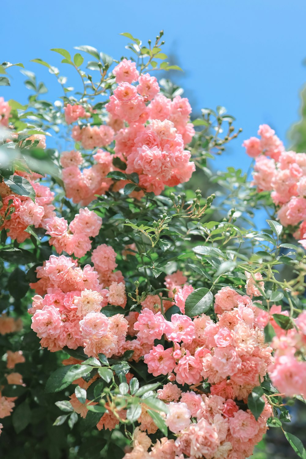 ein Strauch aus rosa Blüten mit grünen Blättern