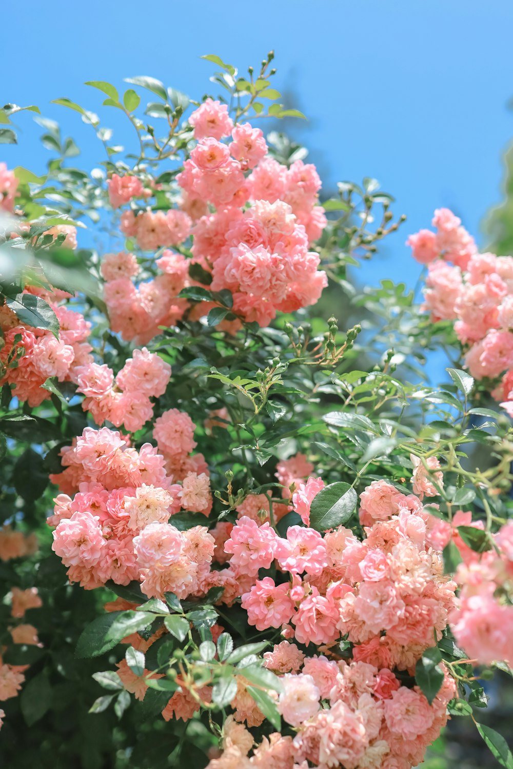 un buisson de fleurs roses aux feuilles vertes