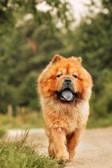A fluffy, tan-colored dog walking on a dirt path surrounded by greenery. The dog has a dense coat and a visible blue-black tongue, and its eyes appear slightly squinted. The background is a blurred view of trees and plants, giving a sense of a natural setting.