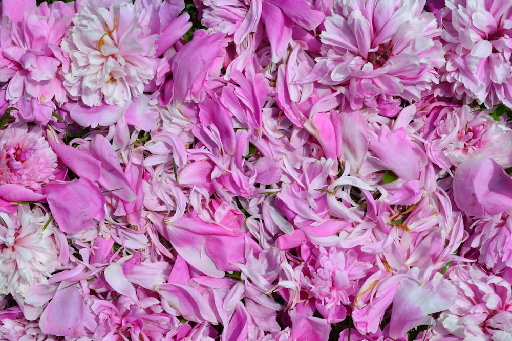 a bunch of pink and white flowers