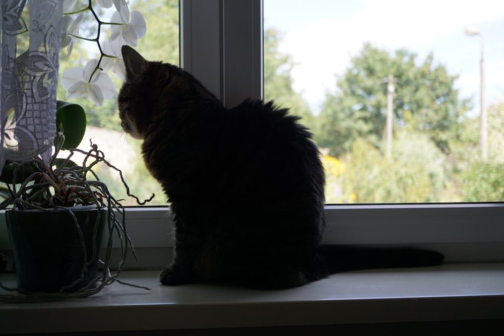 a cat sitting on a window sill looking out the window