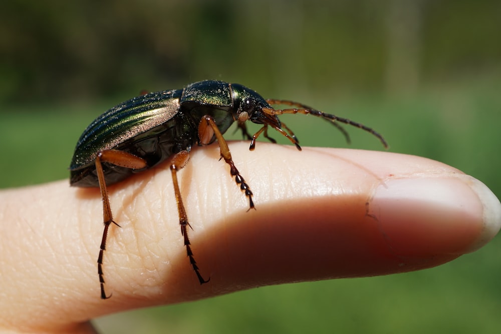 a close up of a person holding a beetle