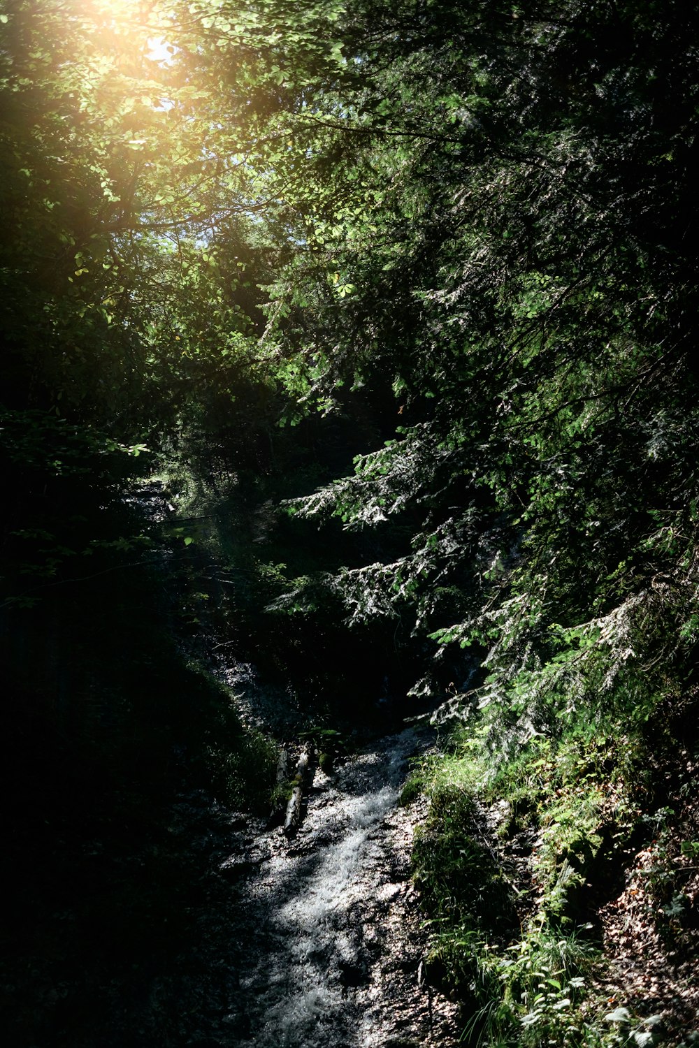 Le soleil brille à travers les arbres sur un chemin