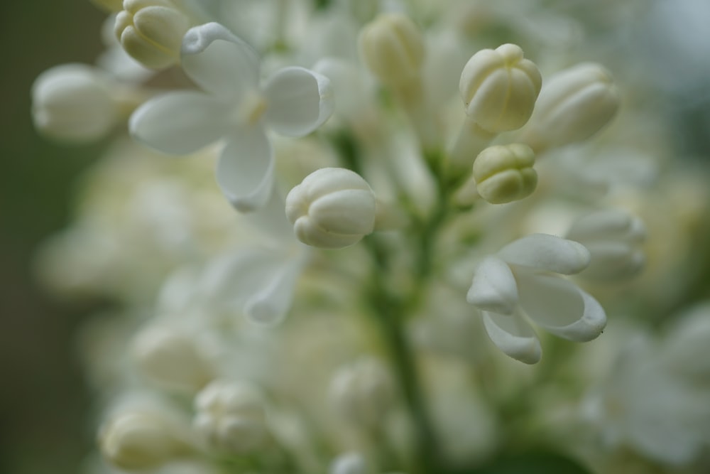 a close up of a bunch of white flowers