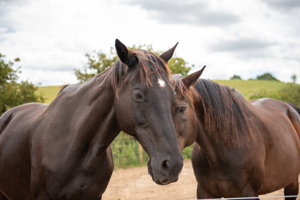 a couple of brown horses standing next to each other