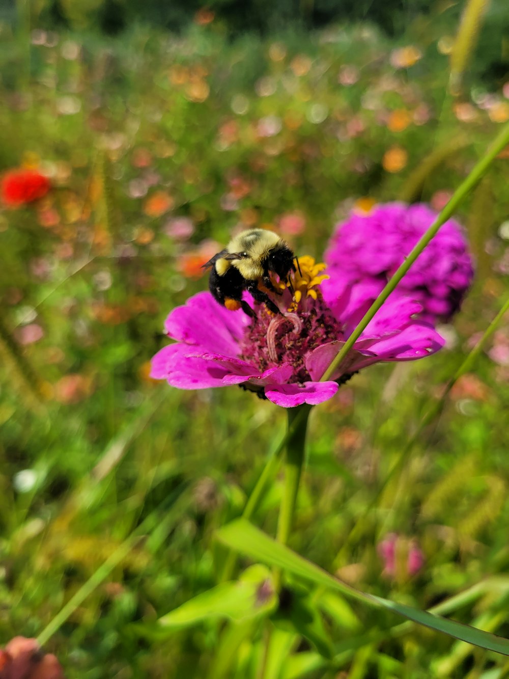 Una abeja sentada en una flor en un campo