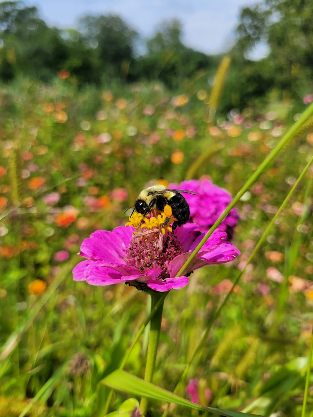 a bee sitting on a flower in a field of flowers