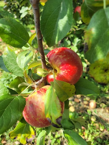 Close-up of ripe red apples hanging from a tree branch with leaves.