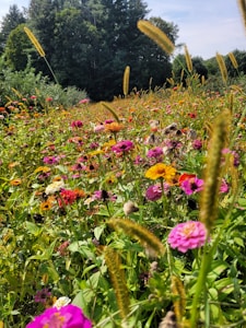 Wildflower Seed Mix