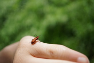 A small red beetle with black antennae and legs is perched on a human hand. The background is softly blurred and consists of lush green foliage.