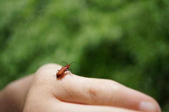 A small red beetle with black antennae and legs is perched on a human hand. The background is softly blurred and consists of lush green foliage.