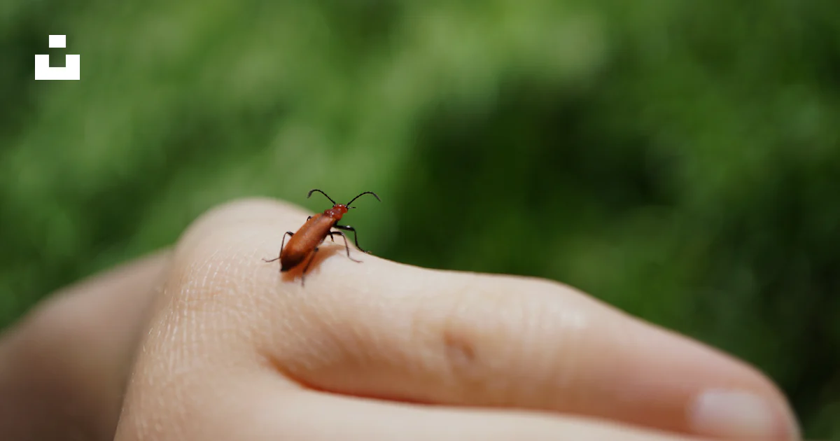 Small Insect On Hand A small insect sitting on top of a persons hand photo – Free Hand Image ...