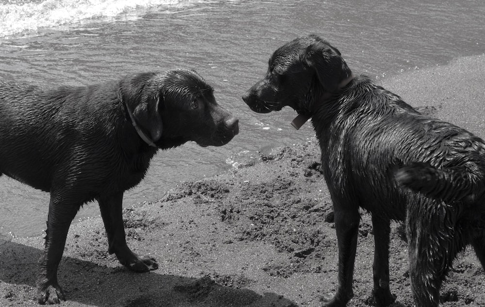 a couple of dogs that are standing in the sand