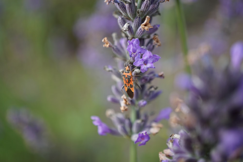 a lady bug sitting on top of a purple flower