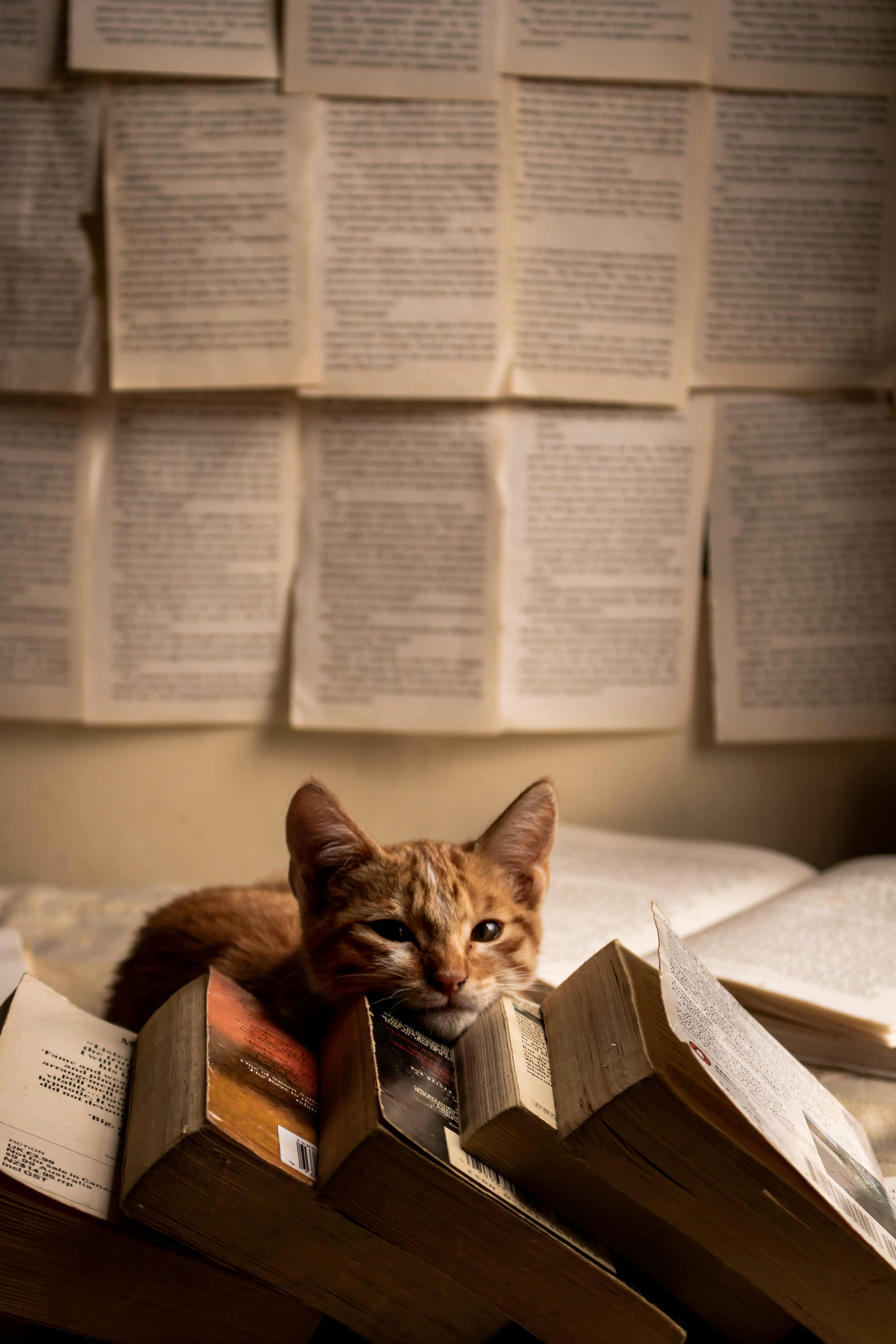 a cat sitting on top of a pile of books