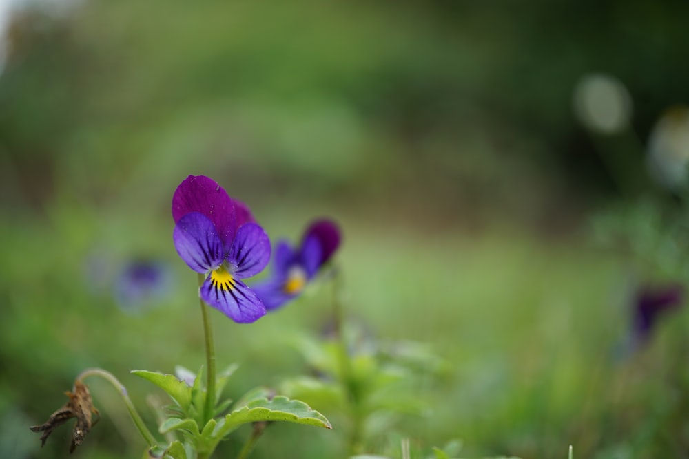 a close up of a purple flower in a field