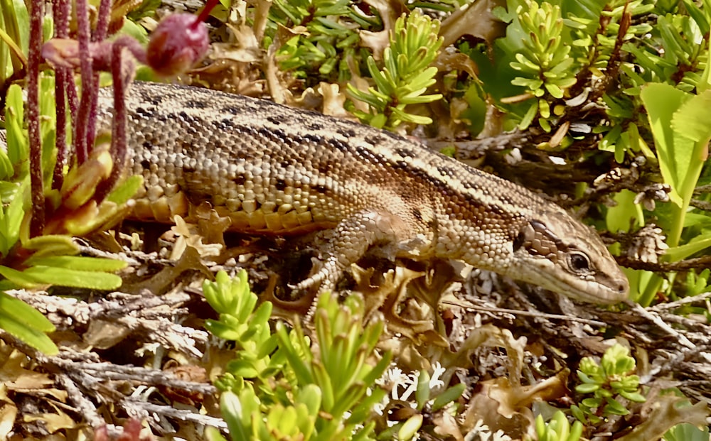 Un lagarto está sentado en un parche de plantas